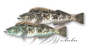 Image result for Ophiodon elongatus