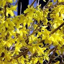 Attēlu rezultāti vaicājumam “Forsythia suspensa flower”