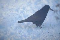 Attēlu rezultāti vaicājumam “Corvus frugilegus”