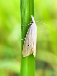 Attēlu rezultāti vaicājumam “Mamestra brassicae pupa”