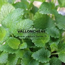 Image result for Melissa officinalis