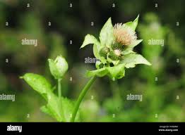 Attēlu rezultāti vaicājumam “Cirsium oleraceum”