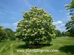 Attēlu rezultāti vaicājumam “Syringa reticulata subsp. amurensis”