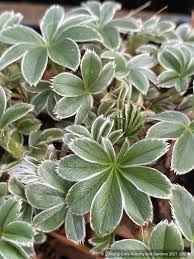 Attēlu rezultāti vaicājumam “Alchemilla subcrenata”