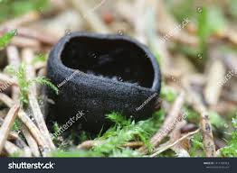 Attēlu rezultāti vaicājumam “Pseudoplectania nigrella”