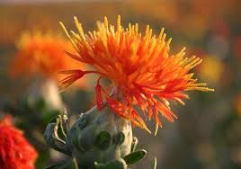 Image result for Carthamus tinctorius