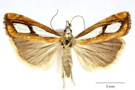 Attēlu rezultāti vaicājumam “Catoptria verellus”