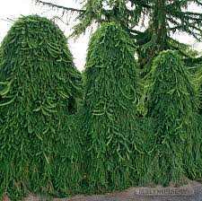 Attēlu rezultāti vaicājumam “Picea abies leaf”