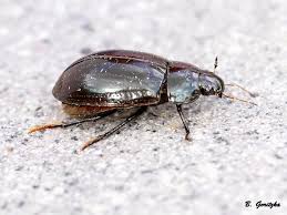 Attēlu rezultāti vaicājumam “Hydrochara caraboides”