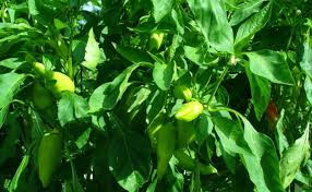 Afbeeldingsresultaat voor aconcagua sweet pepper