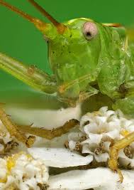 Attēlu rezultāti vaicājumam “Tettigonia cantans”