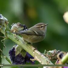 Attēlu rezultāti vaicājumam “Phylloscopus trochiloides”