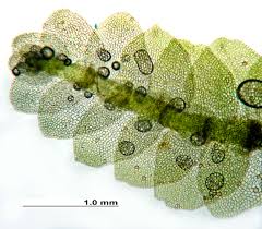 Attēlu rezultāti vaicājumam “Calypogeia”