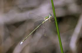 Attēlu rezultāti vaicājumam “Lestes virens”