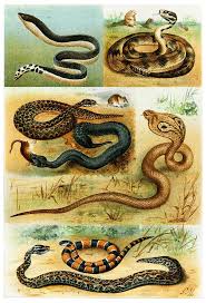 Attēlu rezultāti vaicājumam “Serpentes”