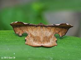 Attēlu rezultāti vaicājumam “Drepanidae”