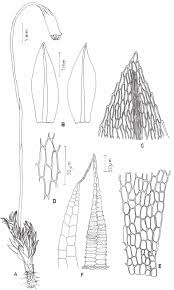 Attēlu rezultāti vaicājumam “Bryum pallescens”