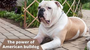 Image result for Bulldogs Power and strength