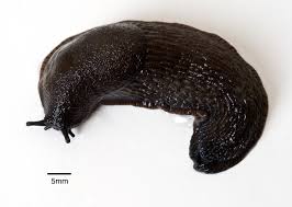 Attēlu rezultāti vaicājumam “Arion rufus”