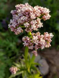 Image result for Valeriana officinalis