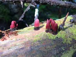 Attēlu rezultāti vaicājumam “Stemonitis fusca young”