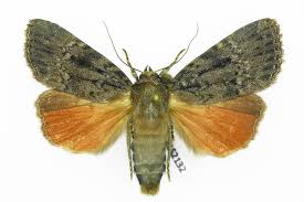 Attēlu rezultāti vaicājumam “Amphipyra pyramidea”