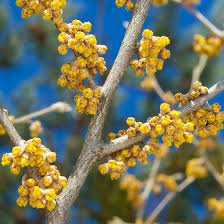 Attēlu rezultāti vaicājumam “Hamamelis vernalis flower”