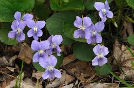 Attēlu rezultāti vaicājumam “Viola sororia”