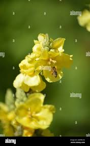 Attēlu rezultāti vaicājumam “Verbascum densiflorum bud”