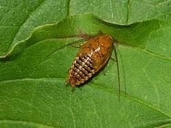 Attēlu rezultāti vaicājumam “Ectobius sylvestris male”