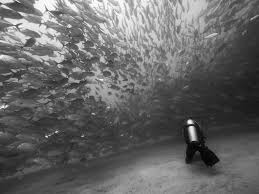 Image result for Tornado Divers