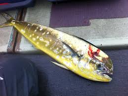 Image result for Coryphaena hippurus