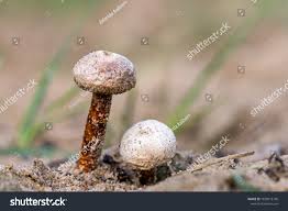 Attēlu rezultāti vaicājumam “Tulostoma fimbriatum”