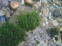 Attēlu rezultāti vaicājumam “Fontinalis antipyretica subsp. gracilis”