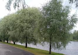 Attēlu rezultāti vaicājumam “Salix alba var. sericea”