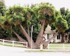 <b>Yucca</b> elephantipes in a Santa