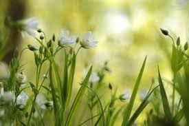 Attēlu rezultāti vaicājumam “Stellaria holostea fruit”