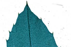 Attēlu rezultāti vaicājumam “Hydrilla verticillata leaf”