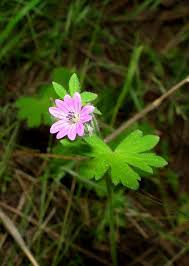 Attēlu rezultāti vaicājumam “Geranium molle”