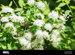 Attēlu rezultāti vaicājumam “Spiraea chamaedryfolia”