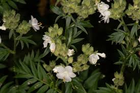 Attēlu rezultāti vaicājumam “Polemonium caeruleum fruit”