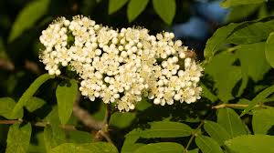 Attēlu rezultāti vaicājumam “Sorbus aucuparia flower”