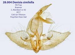 Attēlu rezultāti vaicājumam “Denisia similella”