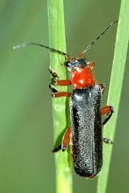 Attēlu rezultāti vaicājumam “Cantharis livida”