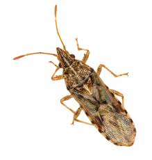 Attēlu rezultāti vaicājumam “Lygaeidae”