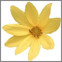 Image result for Gaillardia amblyodon