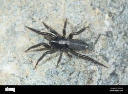 Attēlu rezultāti vaicājumam “Gnaphosidae”