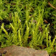 Attēlu rezultāti vaicājumam “Pohlia sphagnicola”