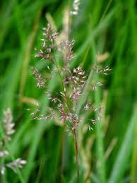 Attēlu rezultāti vaicājumam “Agrostis canina”