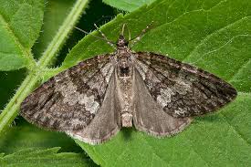 Attēlu rezultāti vaicājumam “Hydriomena impluviata”